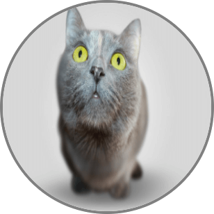 Cat avatar